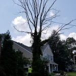 Tree that needs tree removal in Ocean County