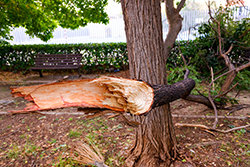 Tree branch broken after storm-signs of the need for tree removal in Monmouth County