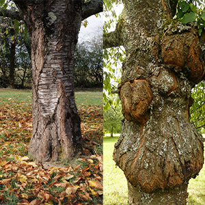 Examples of damaged trees from a tree company in Ocean County