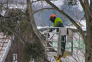 Tree expert performing emergency tree service in Atlantic County