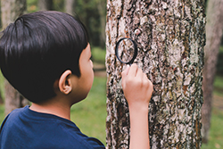 Small child with magnifying glass examining trees