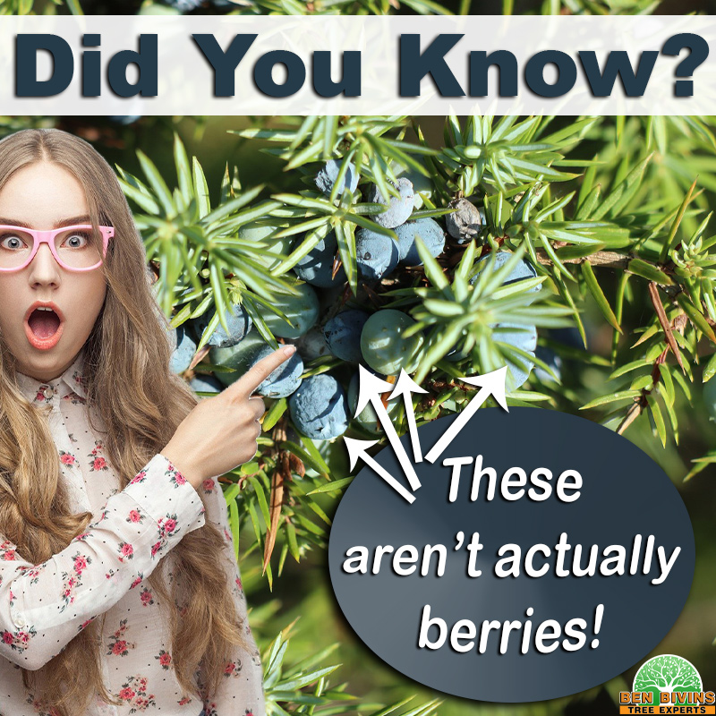 How Conifers Survive Winter Without Losing Leaves Tree Removal