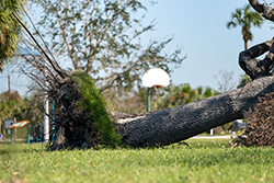 Root damage necessitates the need for tree removal in Monmouth County