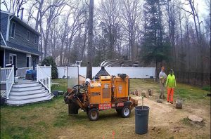 Tree companies in Freehold stump grinder