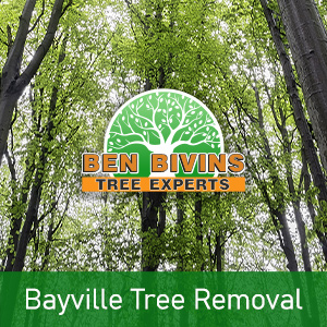 Picture of forest that says Bayville Tree Removal