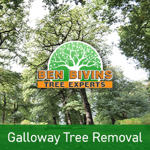 Green trees with text Galloway Tree Removal