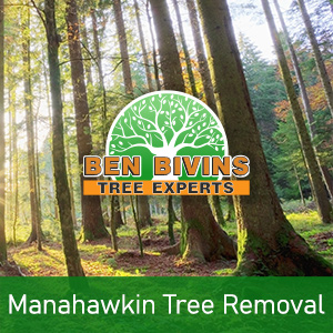 Sunlight shining through forest with text that says Manahawkin Tree Removal