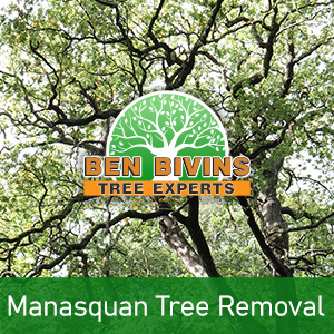 Manasquan Tree Removal text on bottom of picture of tree branches taken from below