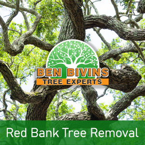 Twisted tree trunks with text that says Red Bank Tree Removal