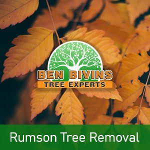 Rumson Tree Removal text on picture of orange leaves