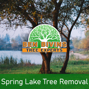 Lakeside picture of tree with text that says Spring Lake Tree Removal
