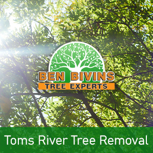 Sunny picture of green trees with text that says Toms River Tree Removal