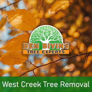 Orange leaves on tree branch with text that says West Creek Tree Removal