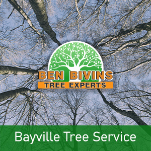 Upward shot of bare tree tops and blue sky that says Bayville Tree Service