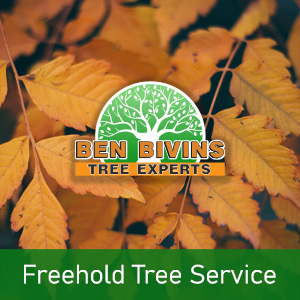 Fall leaves with text that says Freehold Tree Service