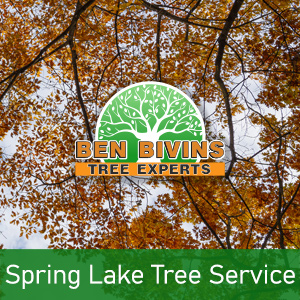 Fall tree tops with text that says Spring Lake Tree Service