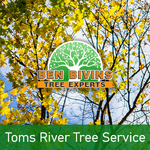 Toms River Tree Service text on picture of tree with yellow and green leaves