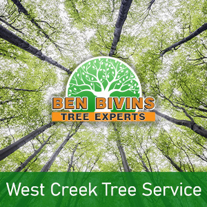 West Creek Tree Service text on picture of upward shot of stand of trees