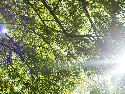 Sun light streaming through healthy tree canopy; tree service in Smithville