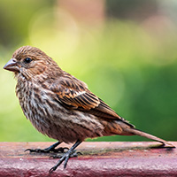 Tree company in Smithville House Finch