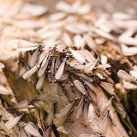 Tree company in Smithville picture of termites