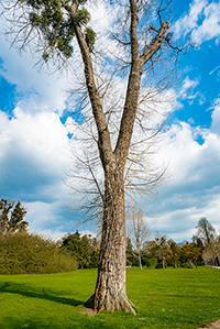 Tree in need of tree service in Atlantic County