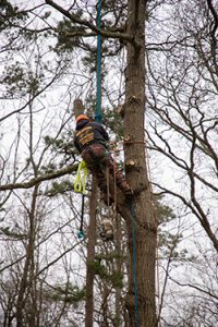 Tree companies in Freehold employee performing limb removal on dead tree
