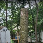 Tree removal in Ocean County of dead oak 