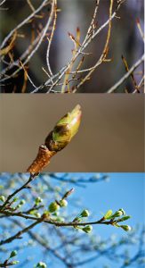 Tree service in Monmouth County three picstures of budding trees