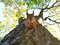Tree service in Monmouth County maintains trees for squirrels