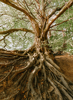 Large root system of a giant tree; Tree service in Monmouth County starts from the ground up