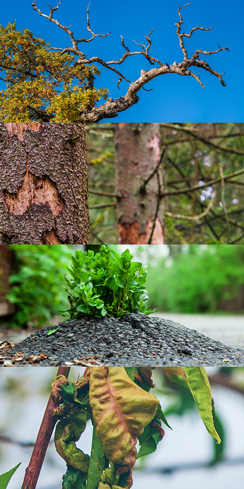 Dead branches, cracked & missing bark, plant growing through asphalt, diseased leaves; all signs of the need for tree service in West Creek