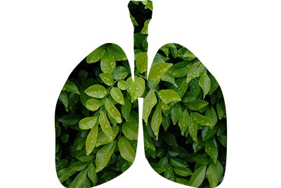 Shape of lungs filled with green leaves exhibiting how trees are the lungs of the earth with expert Atlantic County tree service