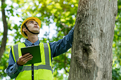 West Creek tree removal expert examining a tree wearing hivis vest and hard hat.